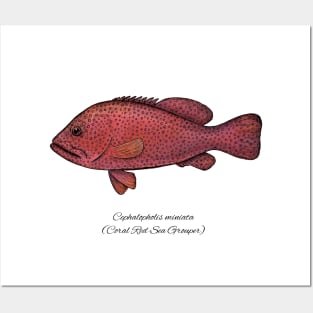 cephalopholis miniata Posters and Art